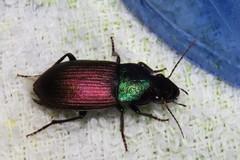 Neoaulacoryssus speciosus