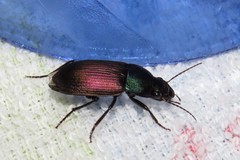 Neoaulacoryssus speciosus