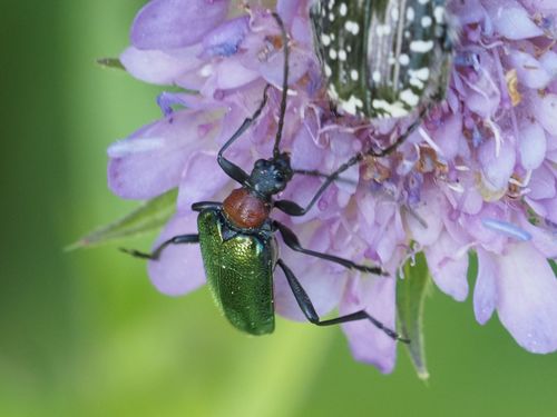 Carilia virginea