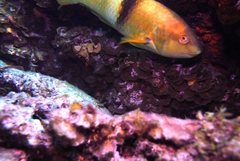 Notolabrus tetricus