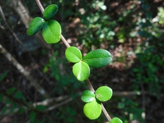 Ehretia microphylla