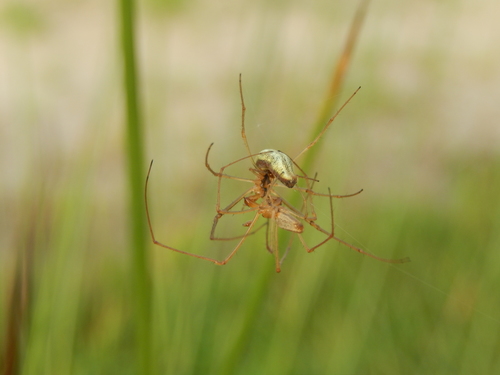 Common Stretch Spider, 7779 Holthone, Nederland, photo 7 of 10
