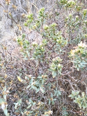 Pimelea declivis