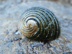 Nerita costata