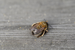 Anthophora plumipes
