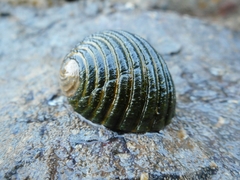 Nerita costata