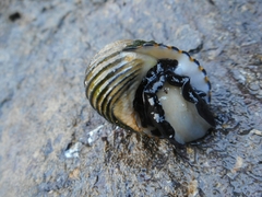 Nerita costata