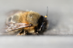 Anthophora plumipes