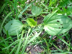 Plantago major