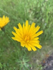 Hypochaeris radicata