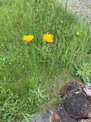 Hypochaeris radicata