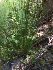 Juncus effusus austrocalifornicus