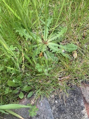 Hypochaeris radicata