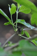 Otiorhynchus pseudonothus