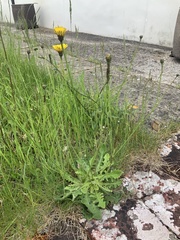 Hypochaeris radicata