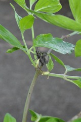 Otiorhynchus pseudonothus