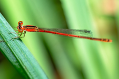 Agriocnemis rubricauda