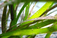 Parvicrepis parvipinnis