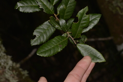 Elaeocarpus holopetalus