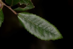 Elaeocarpus holopetalus