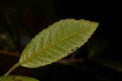 Elaeocarpus holopetalus