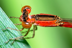 Agriocnemis rubricauda