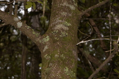 Elaeocarpus holopetalus