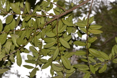 Elaeocarpus holopetalus