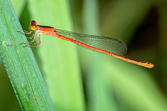 Agriocnemis rubricauda