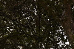 Elaeocarpus holopetalus