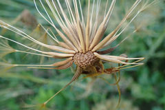 Tragopogon