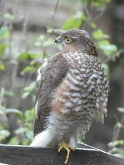 Accipiter nisus
