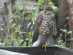 Accipiter nisus
