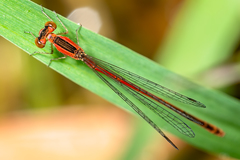 Agriocnemis rubricauda