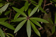Tasmannia stipitata