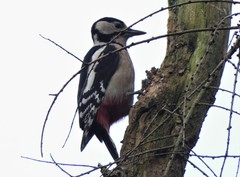 Dendrocopos major