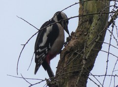 Dendrocopos major