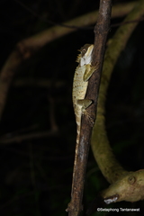 Acanthosaura crucigera