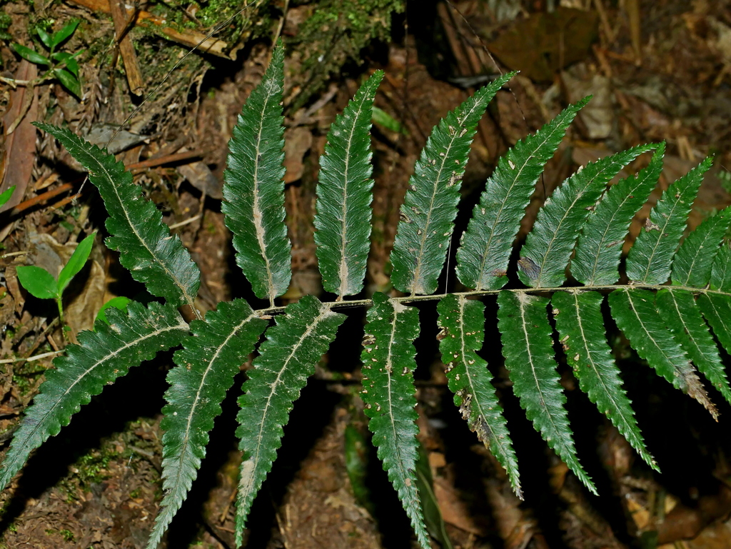 Diplazium fauriei (Diplazium fauriei)