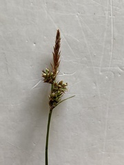 Carex pilulifera