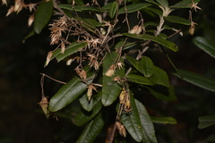 Olearia oppositifolia