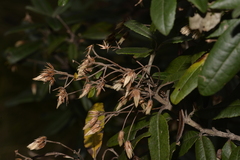 Olearia oppositifolia