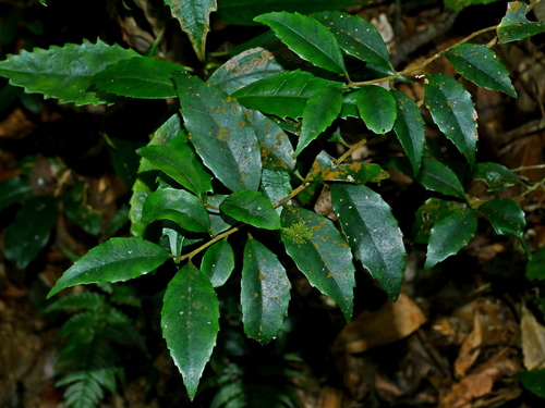 Symplocos sonoharae (Symplocos sonoharae)