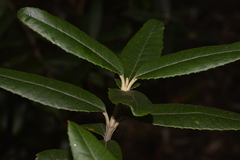 Olearia oppositifolia