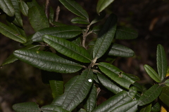Olearia oppositifolia