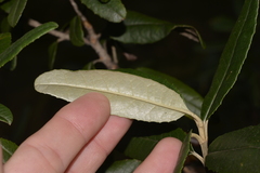 Olearia oppositifolia