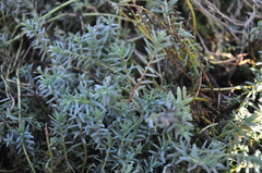 Chenolea diffusa