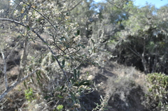 Brachylaena discolor