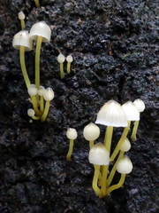 Mycena subviscosa
