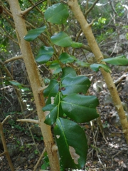 Magnoliopsida